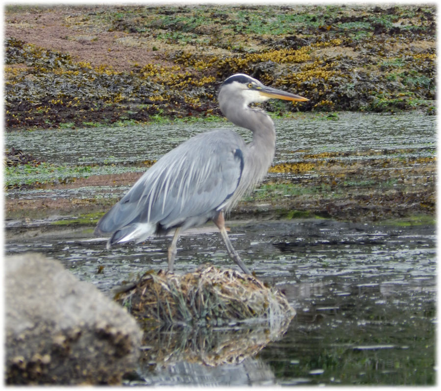 Juan de Fuca Provincial Park, Salish Sea, Vancouver Island, Canada
