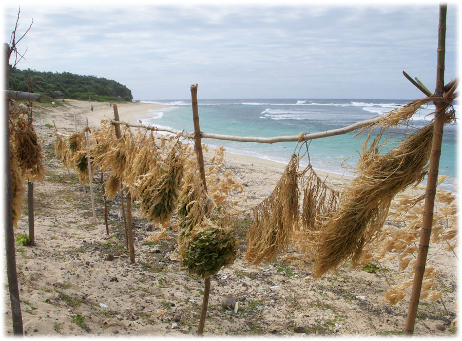 Ireupuow, Coral Sea, Tanna, Vanuatu
