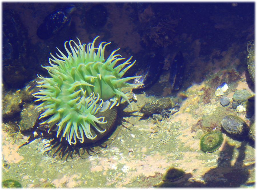 Juan de Fuca Provincial Park, Salish Sea, Vancouver Island, Canada