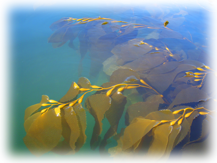 Barkley Sound, Nuu-chah-nulth Coast, Vancouver Island, Canada