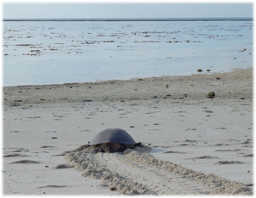 Great Barrier Reef, Australia